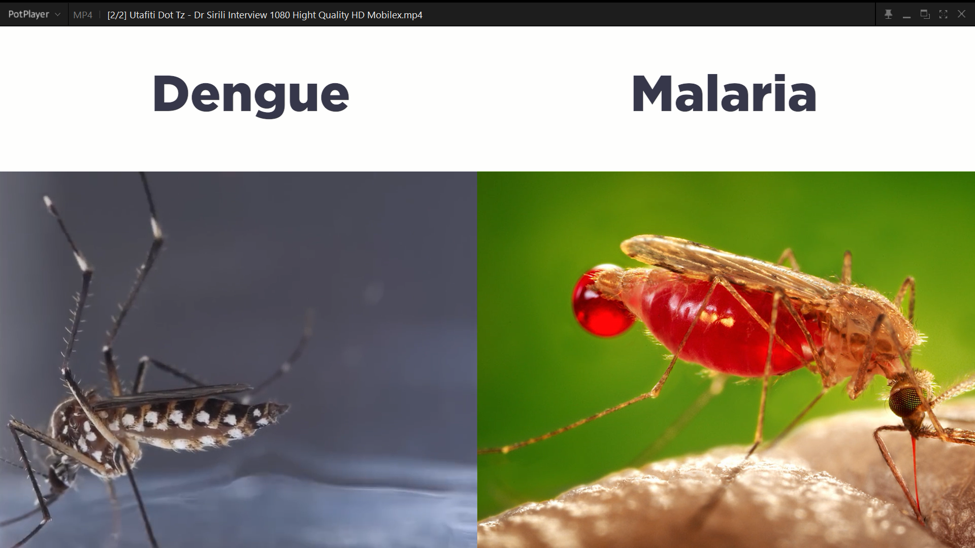 Fighting Dengue Fever Alongside Malaria Is A ‘Smarter Approach,”Say Tanzania Researchers